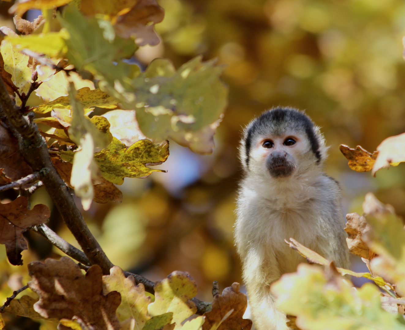 Affe im Baum oder vielleicht Baum mit Affe