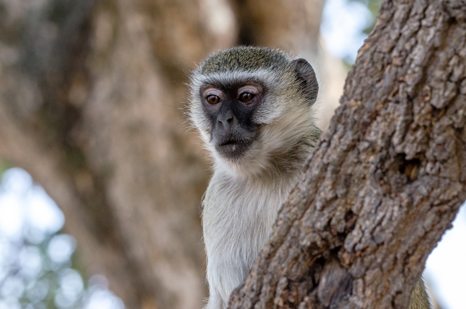 Affe im Chobe Nationalpark