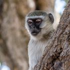 Affe im Chobe Nationalpark