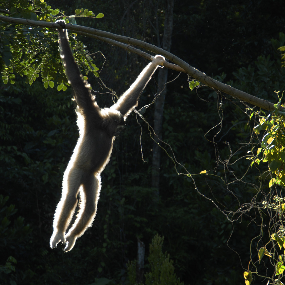 Affe im Gegenlicht