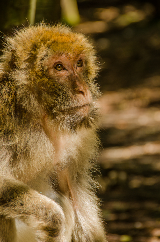 Affe im Halbschatten