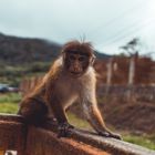 Affe im Hindu Tempel 