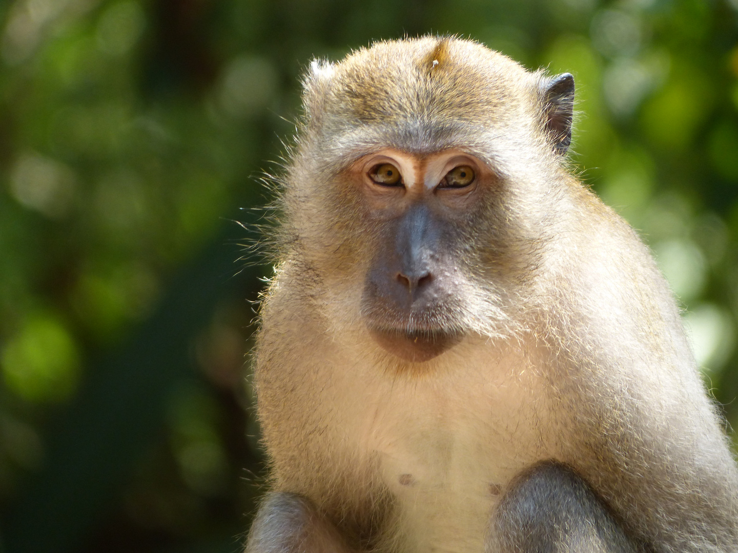 Affe im Khao Sok