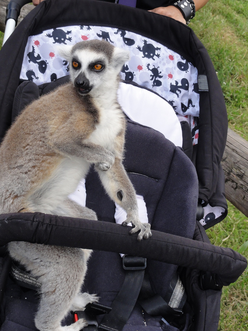 Affe im Kinderwagen