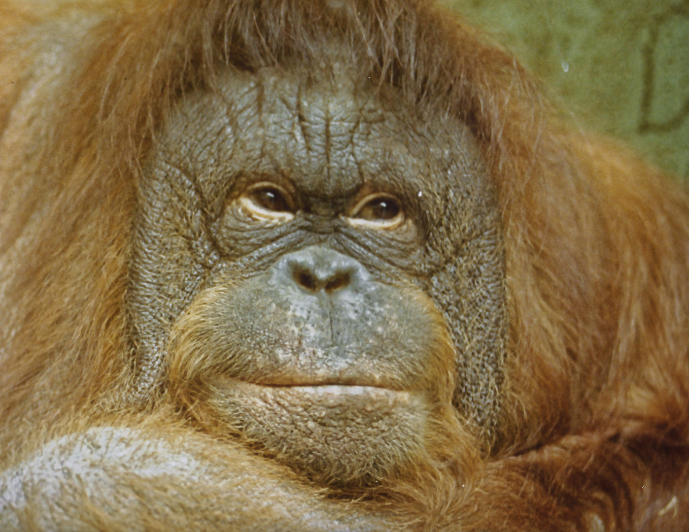 Affe im Kölner Zoo