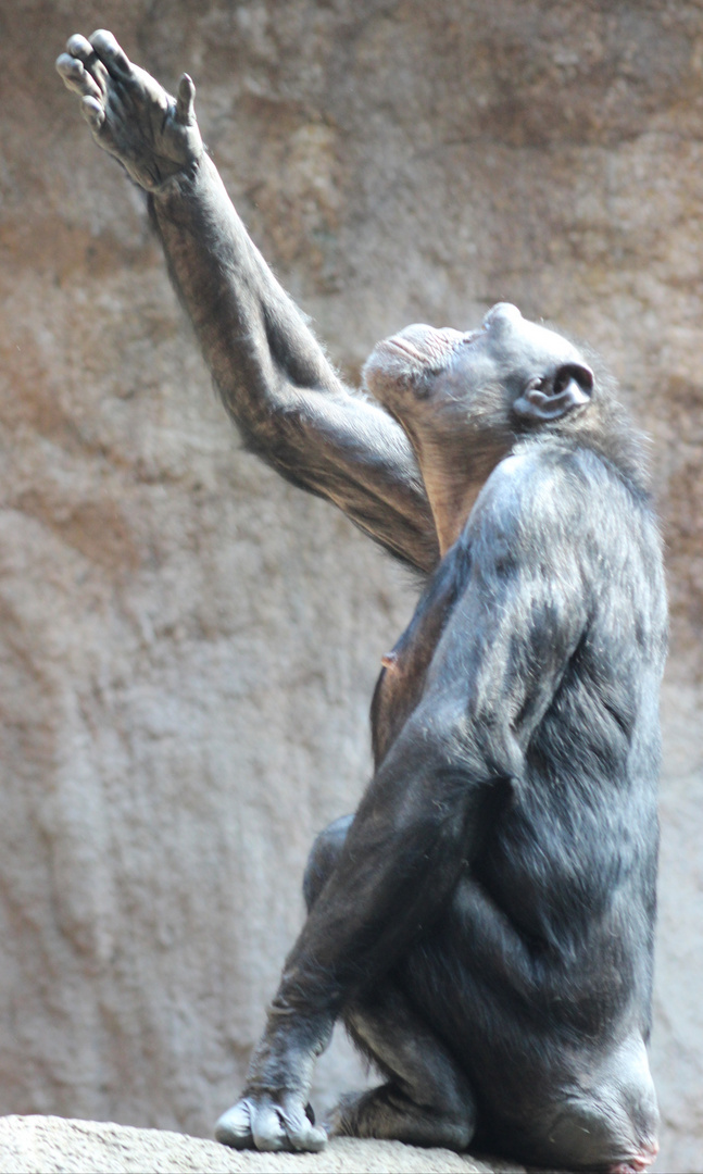 Affe im Leipziger Zoo 