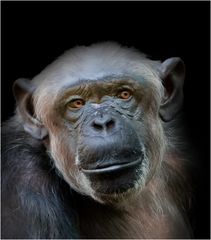 Affe im Münchner Zoo