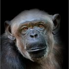 Affe im Münchner Zoo