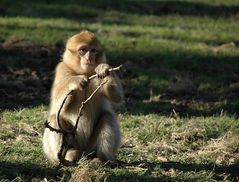 Affe im Naturzoo Rheine