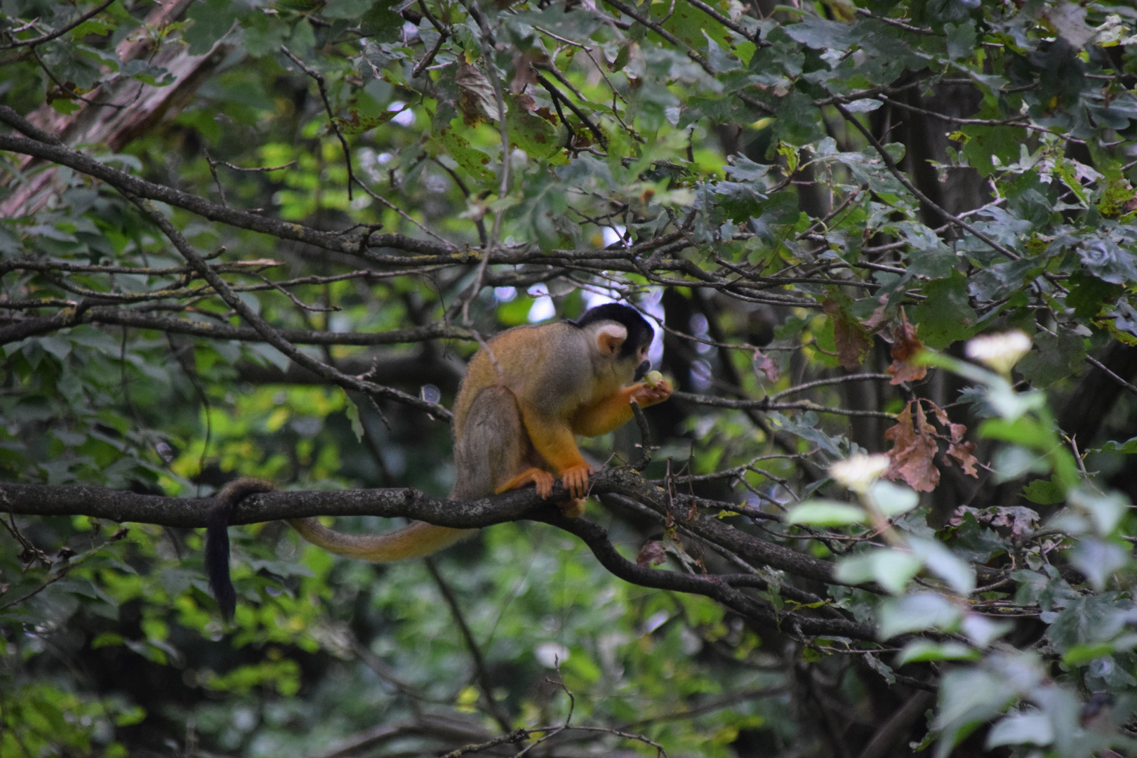 Affe im Nürnberger Zoo