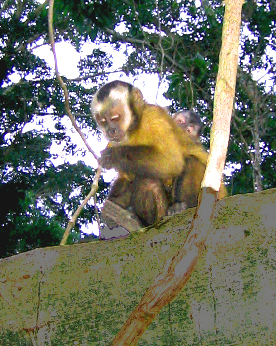 Affe im Regenwald 