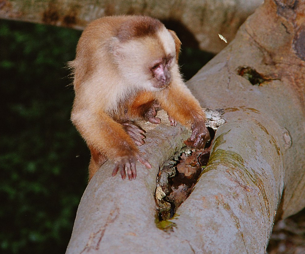 Affe im Regenwald von Peru.