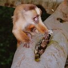 Affe im Regenwald von Peru.