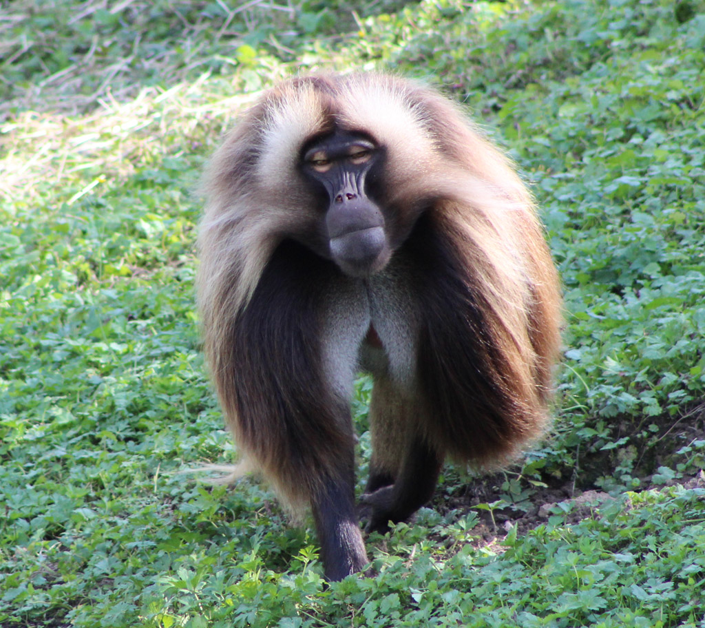 Affe im schönsten Gewand