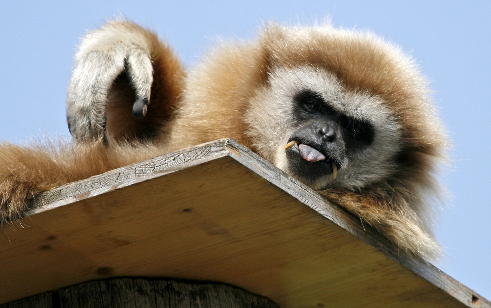 Affe im Tierpark Schönbrunn