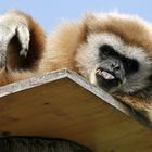 Affe im Tierpark Schönbrunn