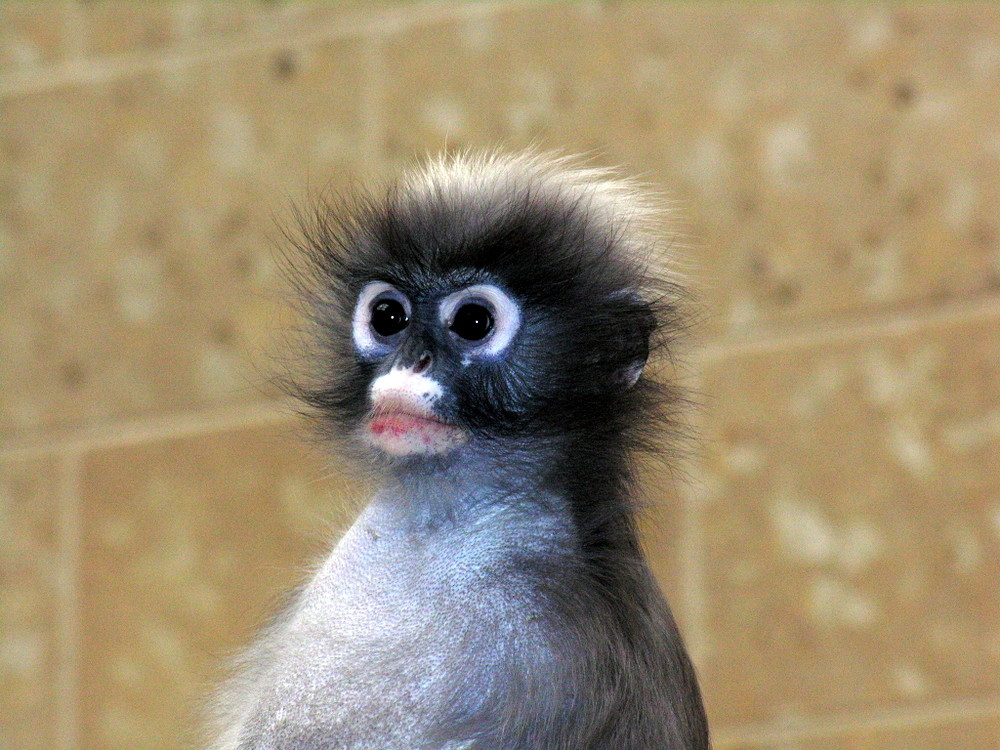 AFFE im Wuppertaler Zoo