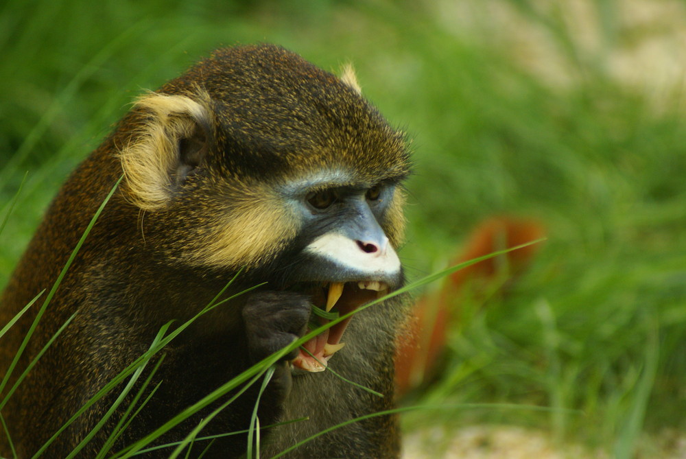 Affe im Zoo