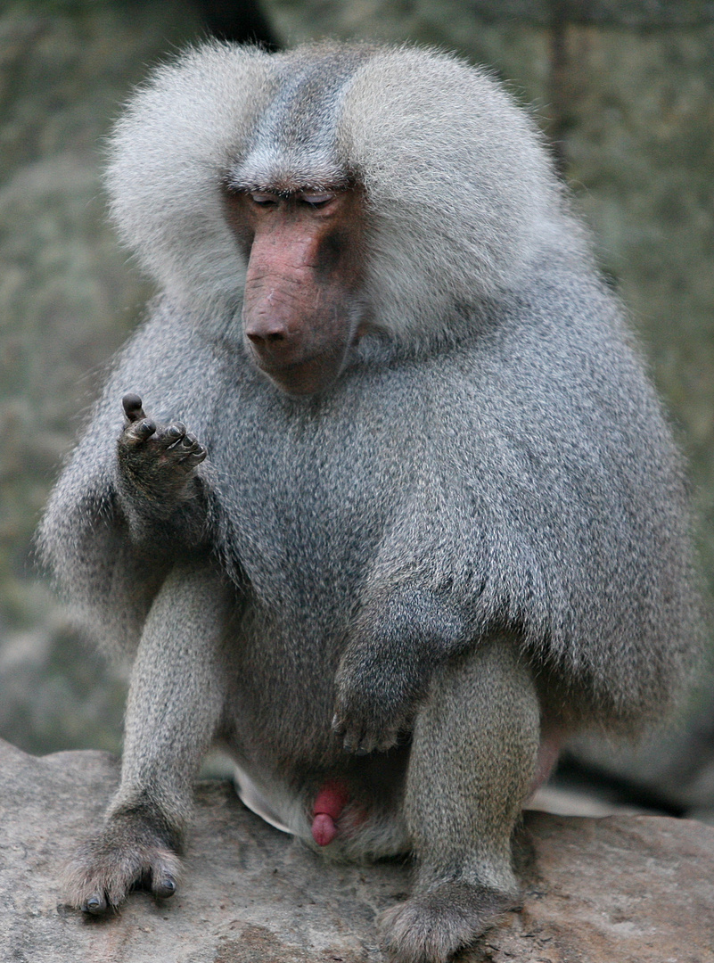 Affe im ZOO Berlin