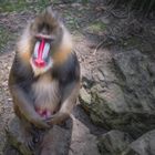 Affe im Zoo Duisburg