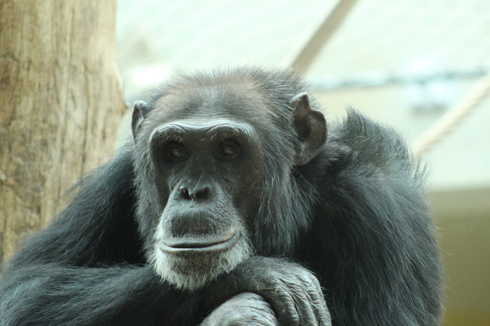 Affe im Zoo Heidelberg