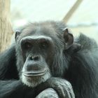 Affe im Zoo Heidelberg