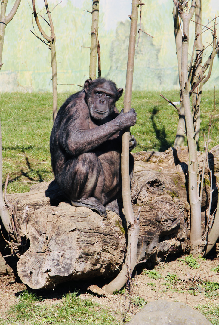 Affe im Zoo Neuwied