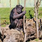 Affe im Zoo Neuwied