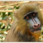 Affe im Zoo von Saarbrücken