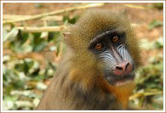 Affe im Zoo von Saarbrücken