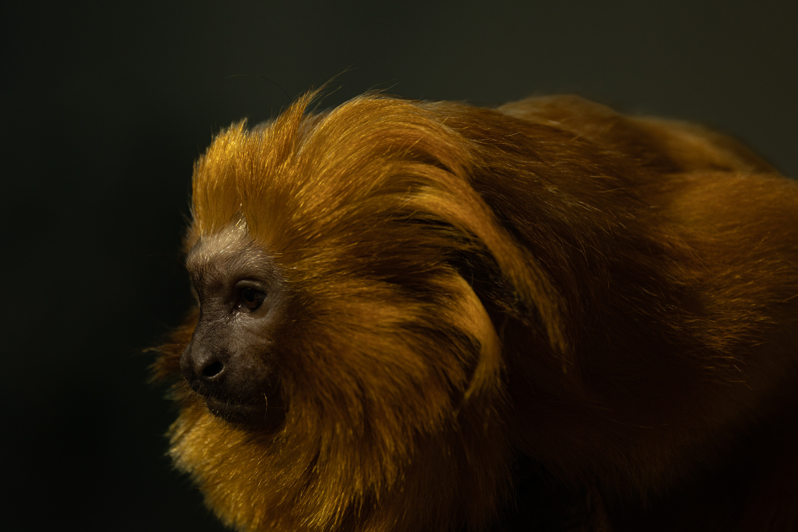 Affe im Zürcher Zoo