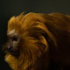 Affe im Zürcher Zoo