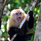Affe in Costa Rica