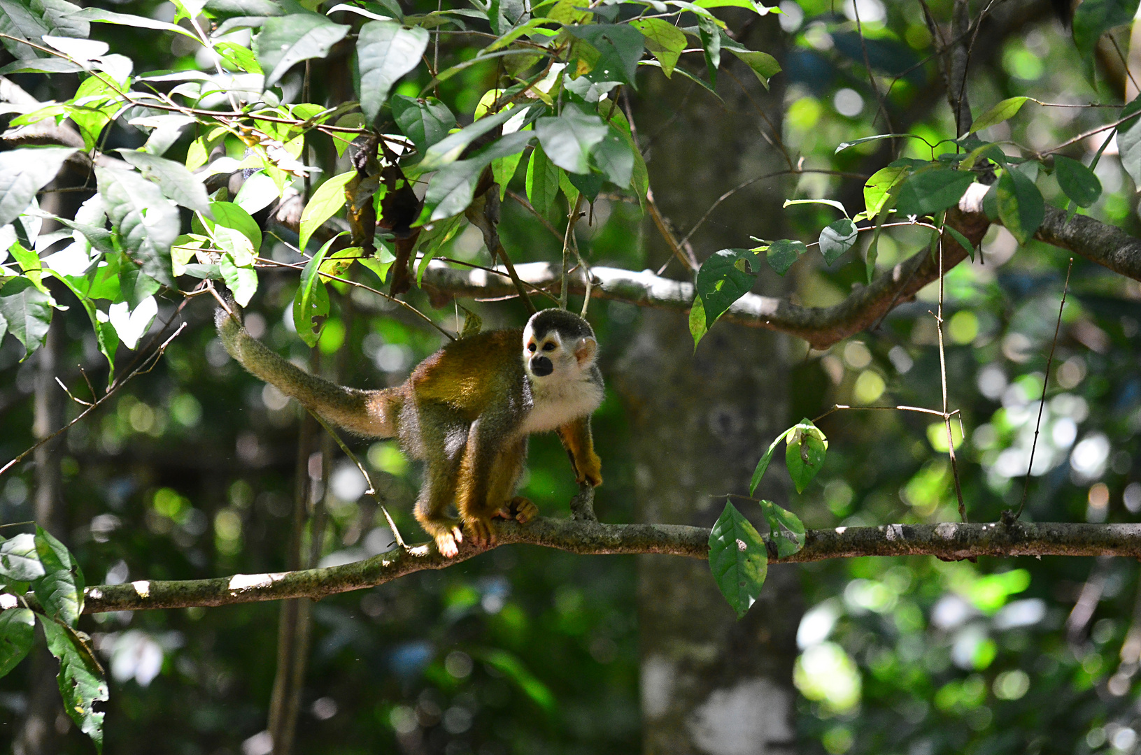 Affe in Costa Rica