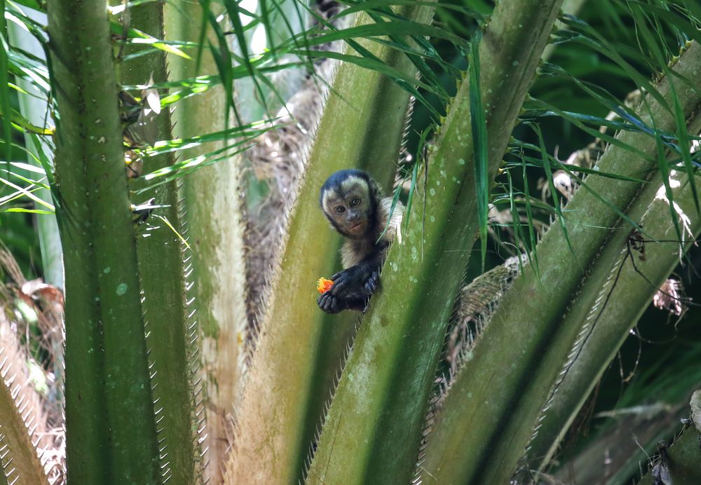 Affe in der Palmenkrone Trinidad