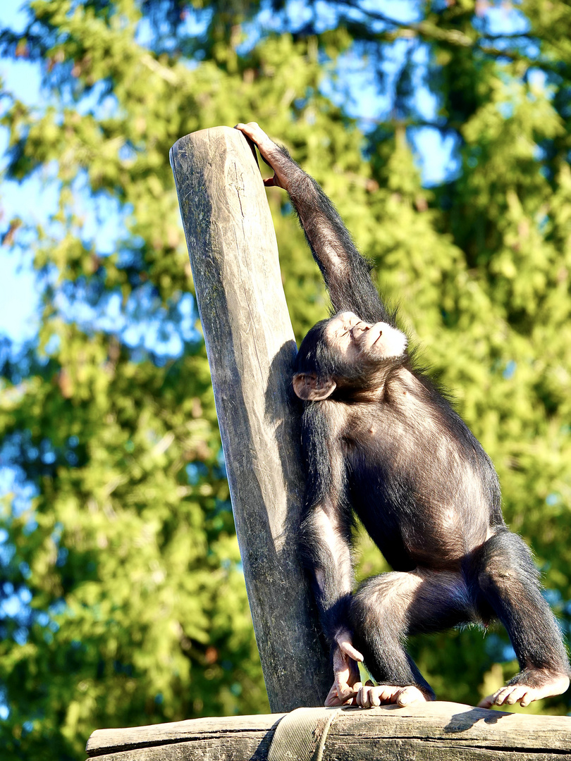 Affe in der Sonne.