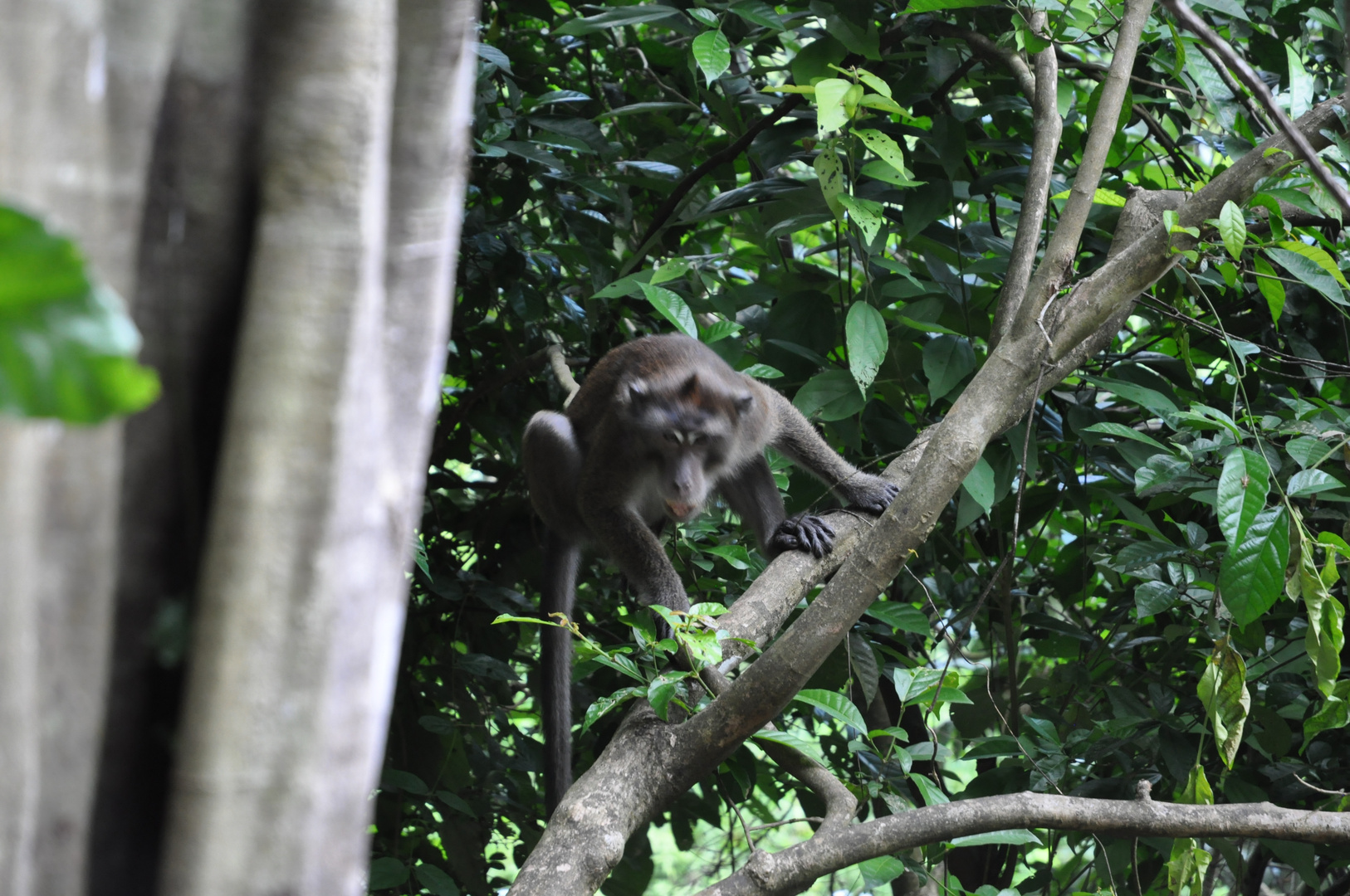 Affe in freier Wildbahn