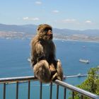 Affe in Gibraltar