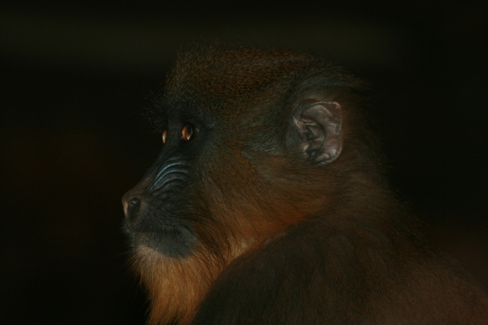 Affe in Hagenbecks Tierpark