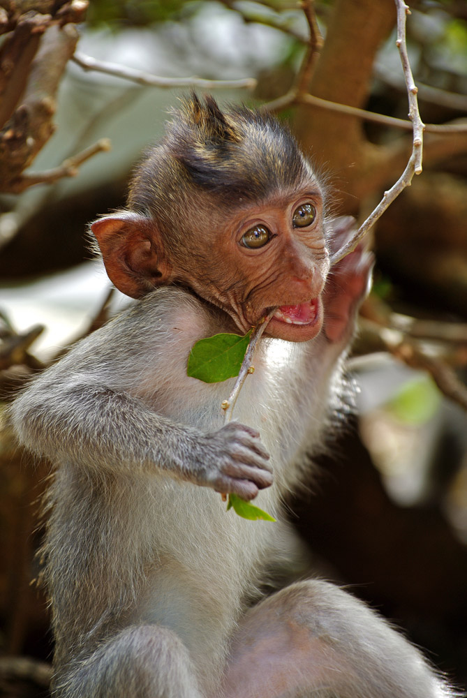Affe in Monkey Park Bali 2