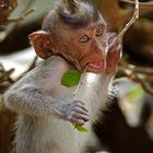 Affe in Monkey Park Bali 2
