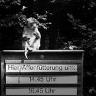 Affe in Salem am Bodensee