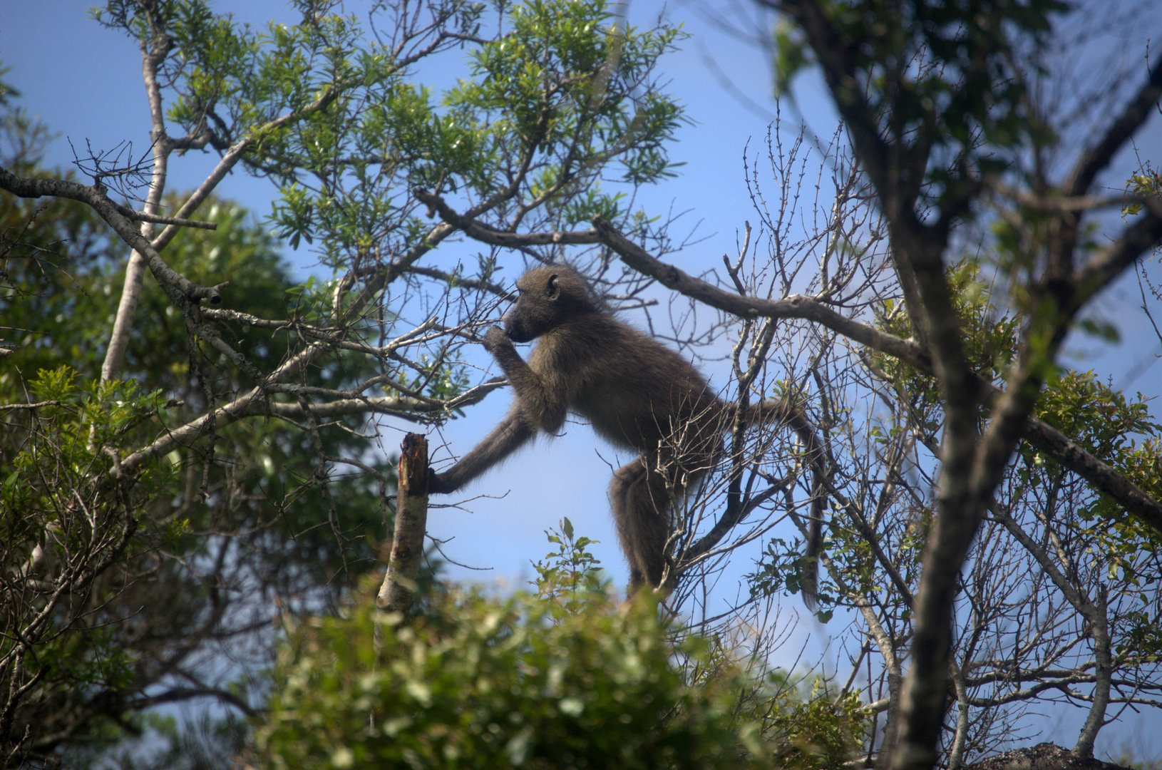 Affe in Südafrika