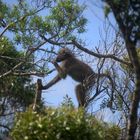 Affe in Südafrika