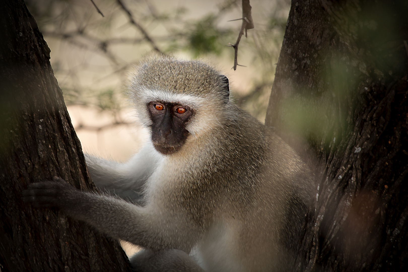 Affe in Südafrika