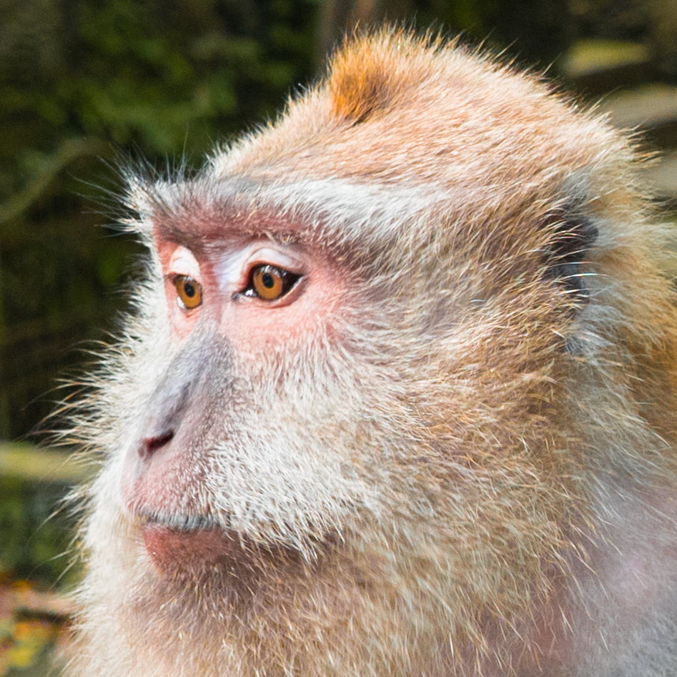 Affe in Ubud, Bali, Indonesien