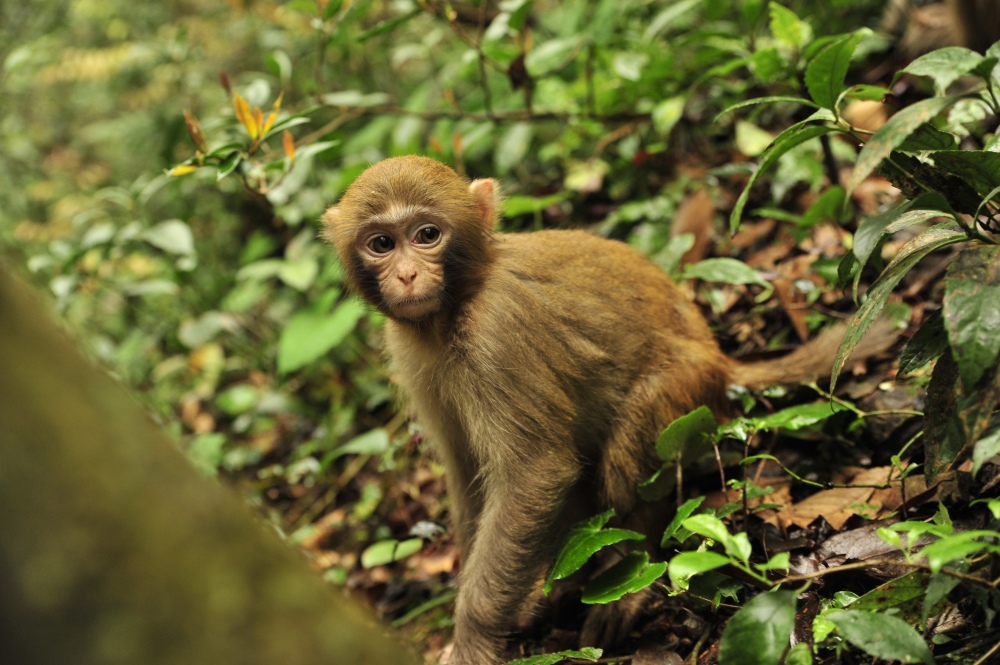 Affe in ZhangJiaJie_