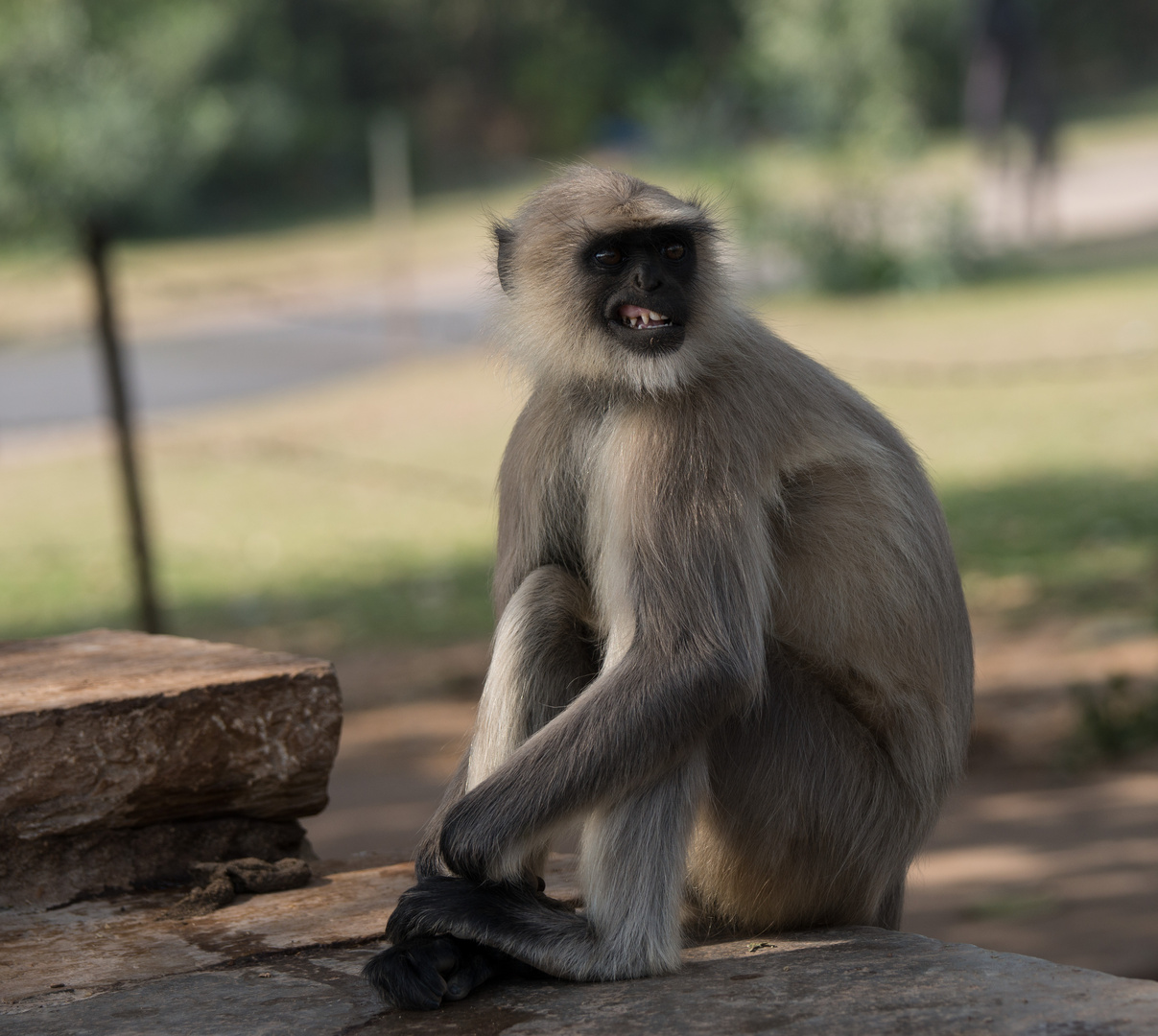 Affe / Indien - Rajastan