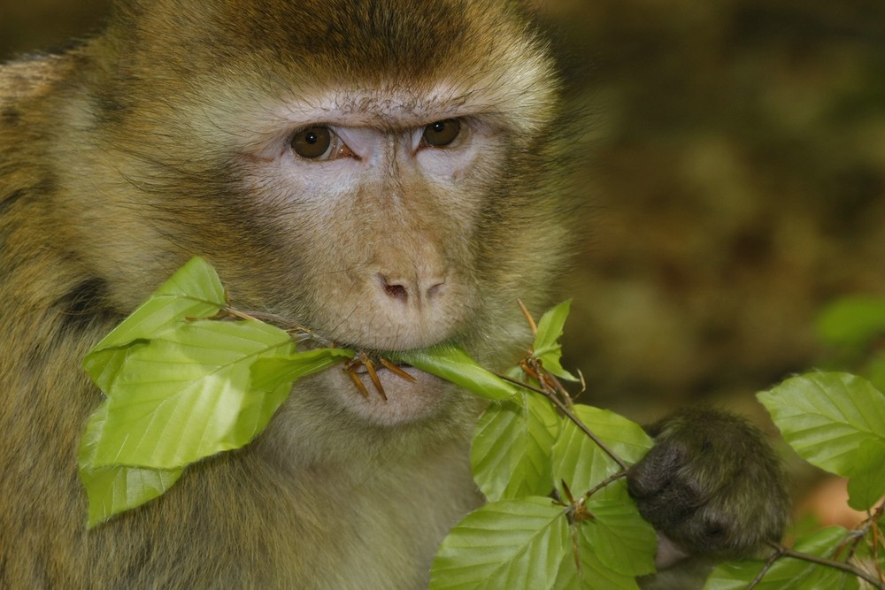 Affe knabbert Blätter