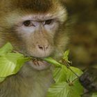 Affe knabbert Blätter
